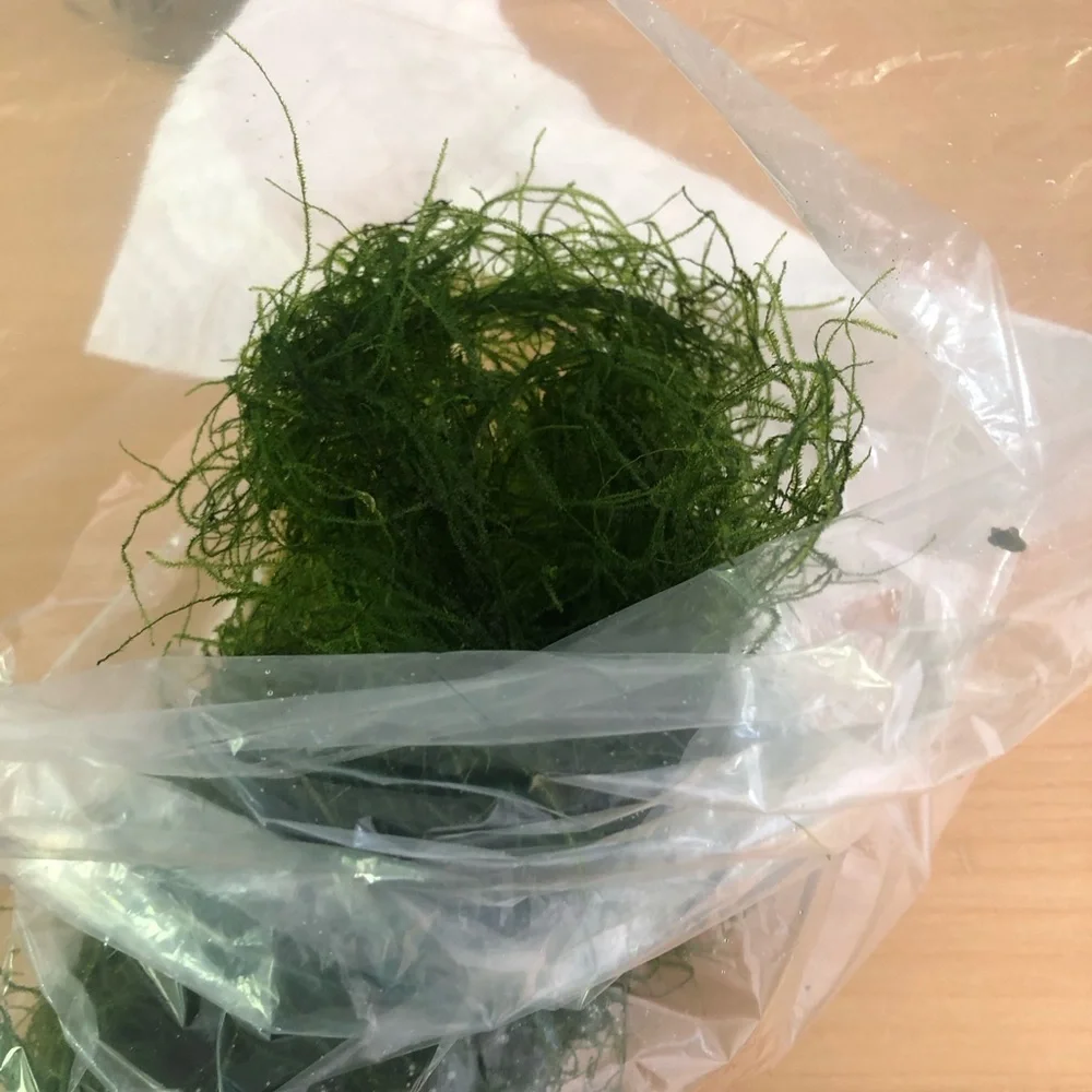 Lush Green Aquarium Plant Java Moss 58 grams / 2 oz.+